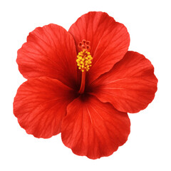A beautiful single red hibiscus flower with a green leaf isolated on a white background