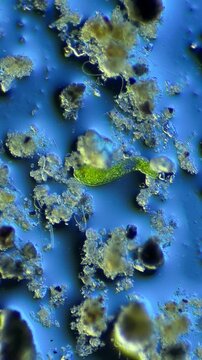 Euglena under the microscope at 100x Magnification