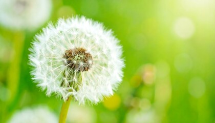 Fototapeta premium Delicate dandelion in a sunlit meadow