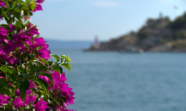 Pink tropic meditteranen fowers on the coast of the sea in touristic city 