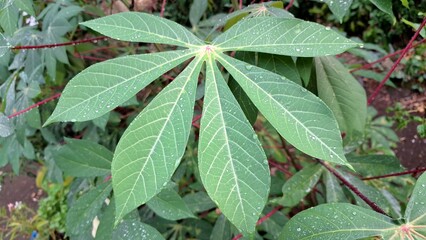 Cassava Leaves Close-up Fresh Tropical Agriculture Plant for Food and Industry