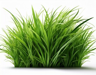 long green grass isolated on white background