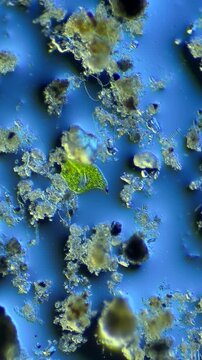 Euglena under the microscope at 100x Magnification
