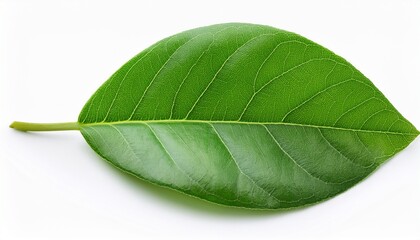 close up green leaves isolated on white
