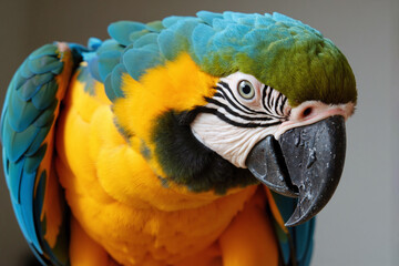 Obraz premium Vibrant close-up portrait of a beautiful Blue-and-yellow Macaw showing the detailed texture of its colorful feathers and powerful beak