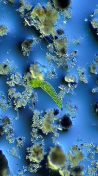 Euglena under the microscope at 100x Magnification