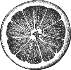 Obraz premium Black and white drawing of a citrus slice with detailed lines, retro style. Vector illustration