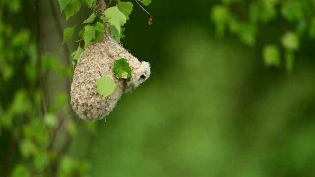 Penduline tit ( Rmiz pendulinus ) in the nest	