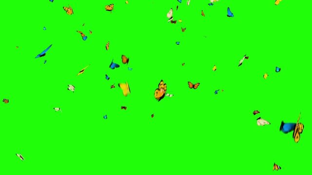 Illustration of multiple butterflies in motion, flying gracefully across a green screen background