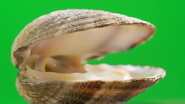 Open clam shell close up