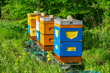 Colorful beehives placed in grass at forest edge during sunny spring day, beekeeping apiary in rural Poland