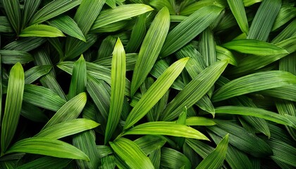 green leaves background