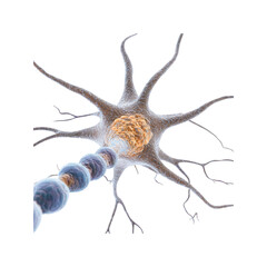 Fototapeta premium Microscopic View of Neuron with Synaptic Transmission
