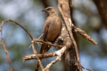 A brown bird perches on a tree branch, surrounded by blurred greenery