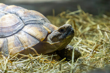 Obraz premium Large land tortoise with detailed shell resting on hay, close-up view of head and carapace inside enclosure.
