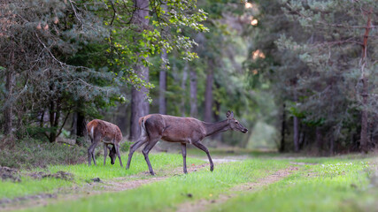 Fawn Red Deer eating grass and doe crossing a forest alley at the start of the twilight. Cervus elaphus, Sologne, Loiret 45, région Centre Val de Loire, France, European Union, Europe