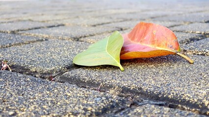 Two leaves lying on a paved stone surface., one leaf is green and fresh, while the other is reddish-orange, indicating a seasonal change or the natural life cycle of a plant.