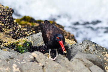 A black oystercatcher (ostrero negtro) eating on a rocky shore, its striking red-orange beak and pink legs contrasting with the dark feathers and gray rocks.