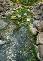 Park Summer Stream 4