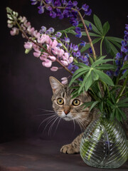 Portrait of a tabby cat in lupines. Huge yellow eyes