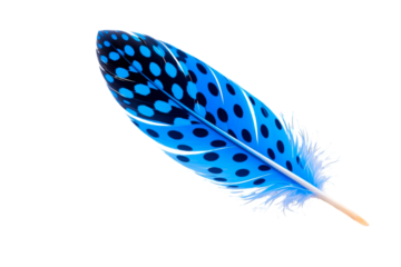 blue feather isolated on white background