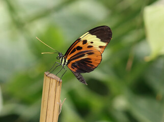 Numata-Langflügel - Numata longwing