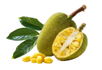 Fresh jackfruit, whole and halved, with seeds and leaves