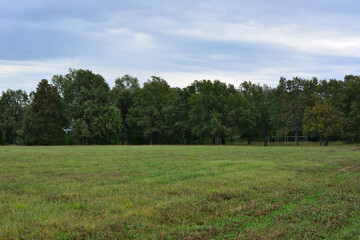 Green field with trees under a cloudy sky
