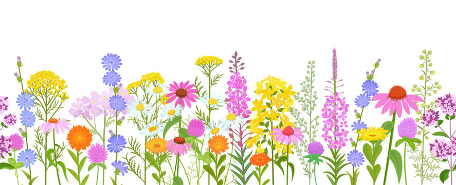 seamless border with blooming medicinal plants. banner with red clover, chicory, chamomile, origanum, coneflower, fireweed, hypericum, wormwood,  tansy, calendula, yarrow flowers