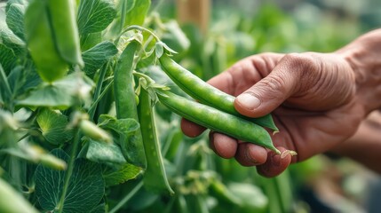 Farmers harvest organic peas by hand.