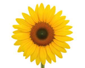 Fototapeta premium Radiant sunflower bloom, A vibrant close-up showcasing the intricate details of nature's beauty