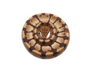 Captivating Ball Python Portrait, Intricate Scales and Mesmerizing Gaze on a Simple Backdrop