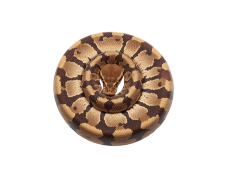 Captivating Ball Python Portrait, Intricate Scales and Mesmerizing Gaze on a Simple Backdrop