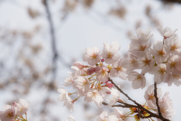 淡いピンク色の桜の花が枝に咲き誇る、春の訪れを感じさせる情景