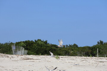 A flock of sea birds on the shore in Cape May.