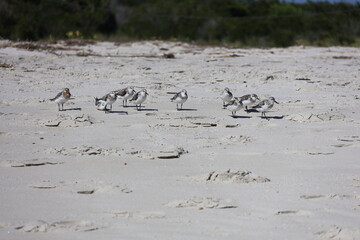 A flock of Sandpipers looking about on the beach in Cape May New Jersey.