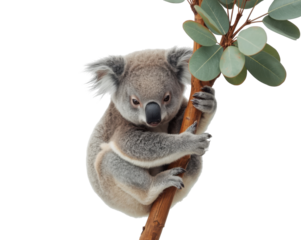 Adorable koala clinging to eucalyptus branch isolated showing its charming and endearing nature