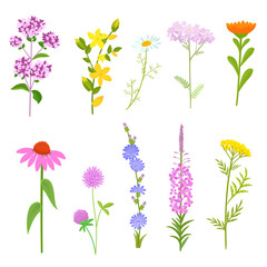 collection of blooming medicinal plants. set of clover, chicory, chamomile, origanum, coneflower, fireweed, hypericum, tansy, calendula, yarrow flowers