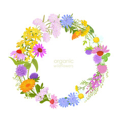 round frame with blooming medicinal plants. card with wreath of red clover, chicory, chamomile, origanum, coneflower, fireweed, hypericum, wormwood, tansy, calendula, yarrow flowers