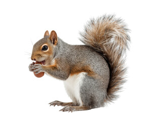 Captivating squirrel with fluffy tail enjoys nut meal isolated, wildlife appreciation