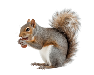Captivating squirrel with fluffy tail enjoys nut meal isolated, wildlife appreciation
