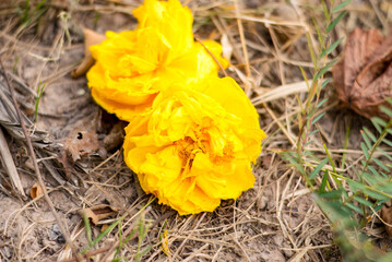 Vibrant Yellow Flowers on the Ground, A big, sunny yellow flower now lies on the soil, its life still vibrant even in its fall.