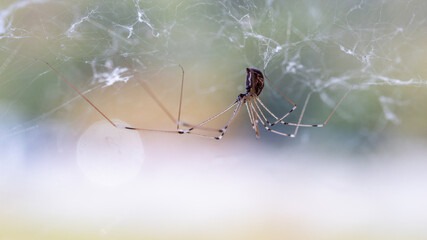 A spider upside down in the spider web