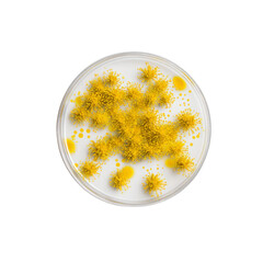Microscopic View of Yellow Fungus Colony in Petri Dish