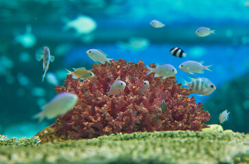 神戸須磨シーワールドのサンゴ礁、色とりどりの魚たちが泳ぐ水中世界 © ama3guri3