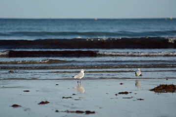 Plage du Sillon à Saint-Malo - oiseaux marins, sternes et goélands