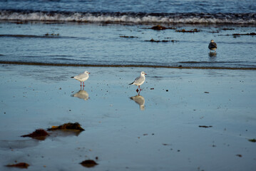 Plage du Sillon à Saint-Malo - oiseaux marins, sternes et goélands