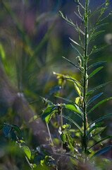 朝の光に照らされる、生命力あふれる草花