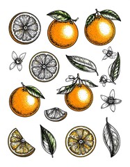 Vintage-style illustration of oranges, leaves, and blossoms