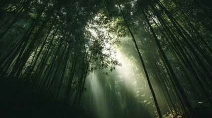 Fototapeta premium Mystical Rainforest Forest with Sunbeams and Shadows - Nature Photography of Serene Woodland with Bamboo and Lush Greenery in Pure, Peaceful, Eco-Friendly, and Sustainable Landscape